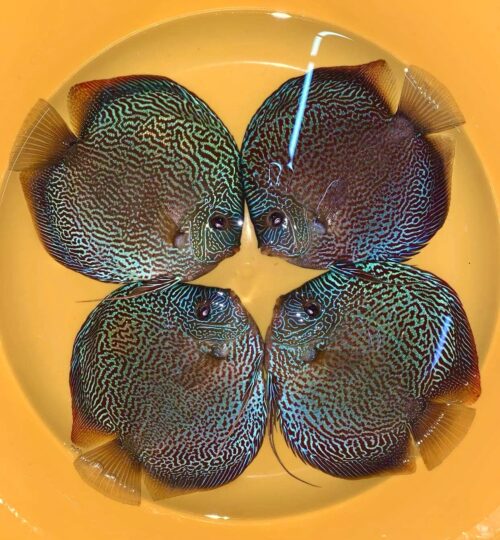 Tiger Snakeskin 13/14cm BO