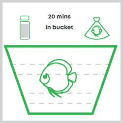 Leave fish in bucket for 20 minutes