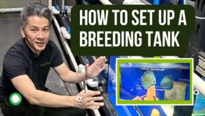 How to set up a breeding tank