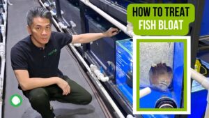 How to treat fish bloat