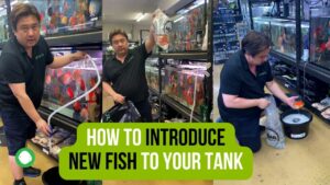 How to introduce new fish to your tank