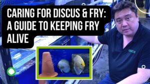 How to keep Discus fry alive