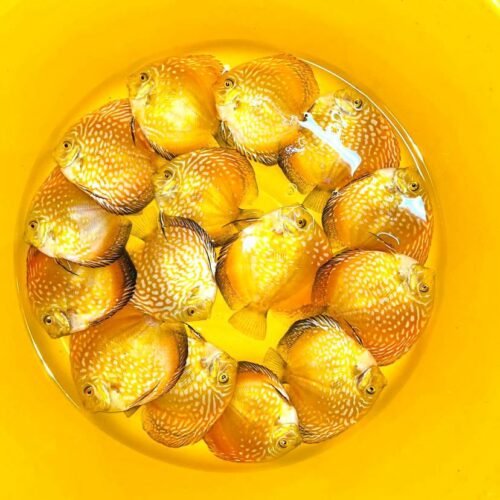 Yellow Eagles 7/8cm BO