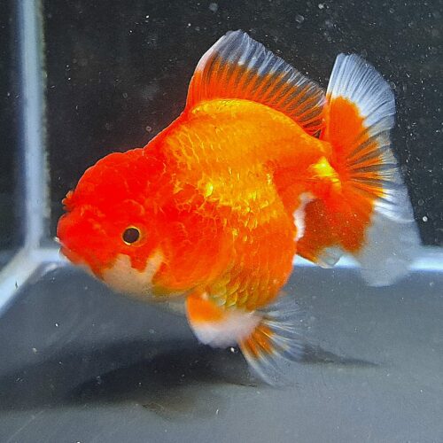 CCB Short Tail Oranda 11-12cm