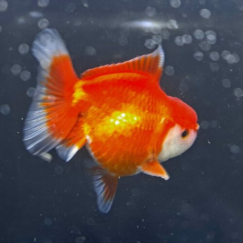 CCB Short Tail Oranda 11-12cm - Image 2