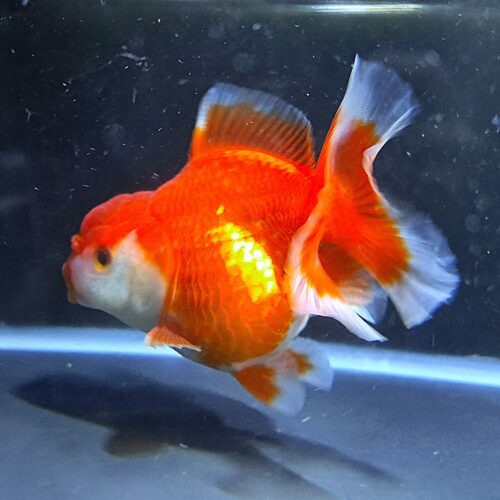 CCB Short Tail Oranda 11-12cm - Image 7