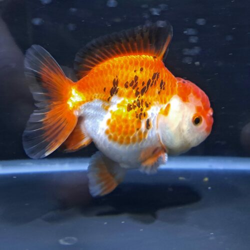 CCB Short Tail Oranda 11-12cm - Image 12