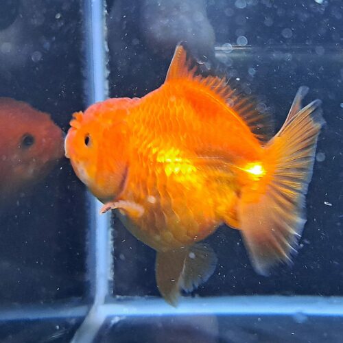 CCB Short Tail Oranda 11-12cm - Image 4