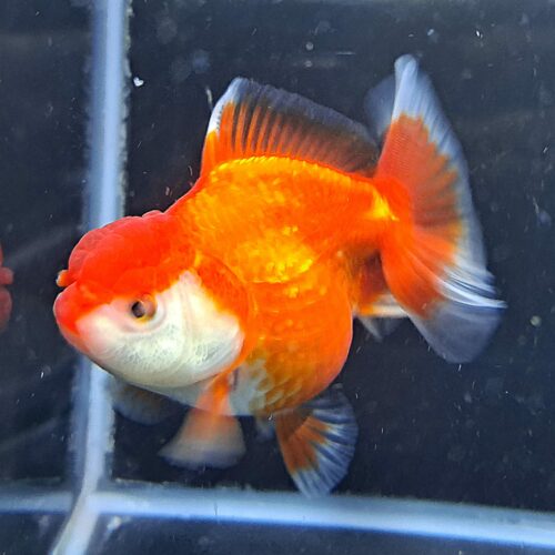 CCB Short Tail Oranda 11-12cm - Image 10