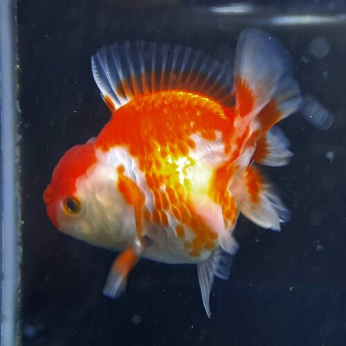 CCB Short Tail Oranda 11-12cm - Image 11