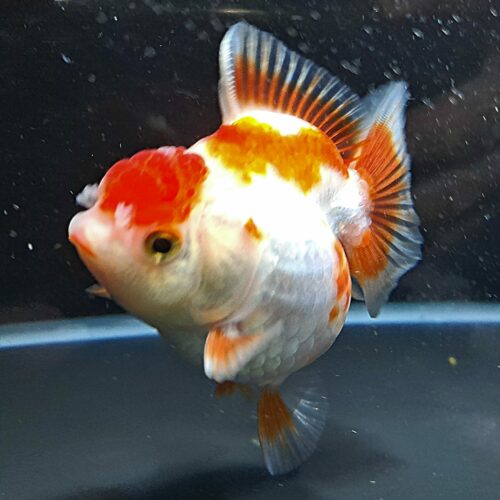 CCB Short Tail Oranda 11-12cm - Image 3