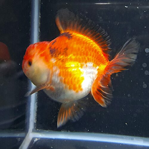 CCB Short Tail Oranda 11-12cm - Image 6