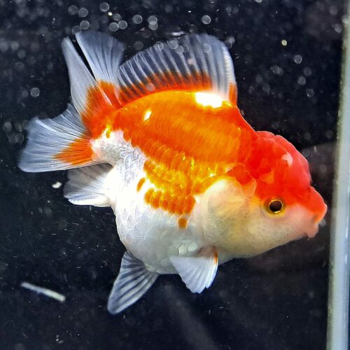 CCB Short Tail Oranda 11-12cm - Image 9