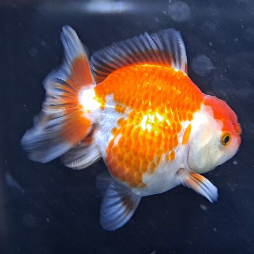 CCB Short Tail Oranda 11-12cm - Image 8