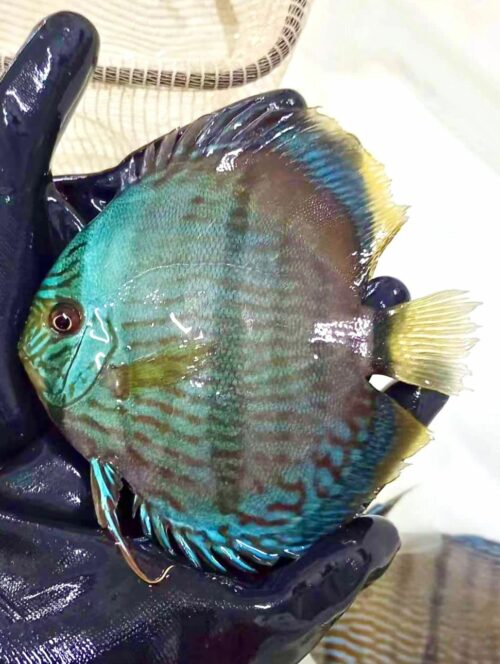 Blue Moon Heckel 11/12cm BO - Image 3