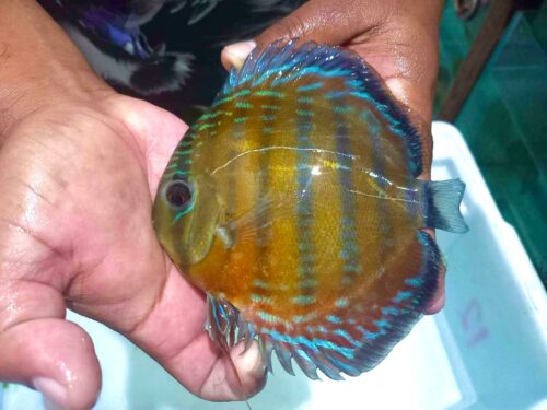 Wild Red Cuipeua 12/13cm BO - Image 10