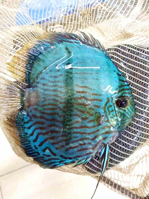 Blue Moon Heckel 11/12cm BO
