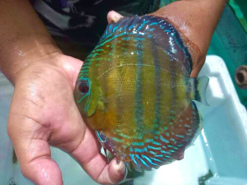 Wild Red Cuipeua 12/13cm BO