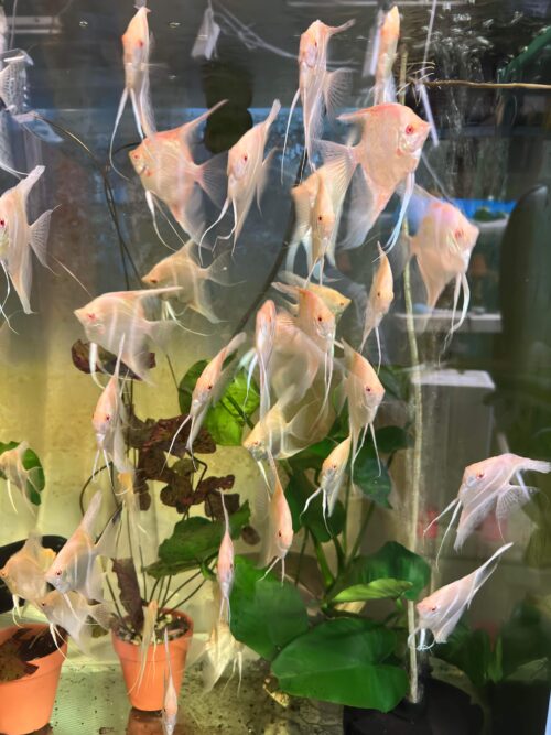 Albino Dandum Angels - Image 4