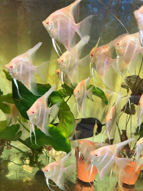 Albino Dandum Angels