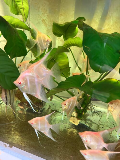 Albino Dandum Angels - Image 5