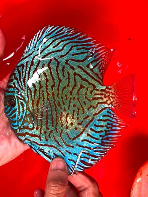 Tiger Turquoise 13/14cm BO - Image 6