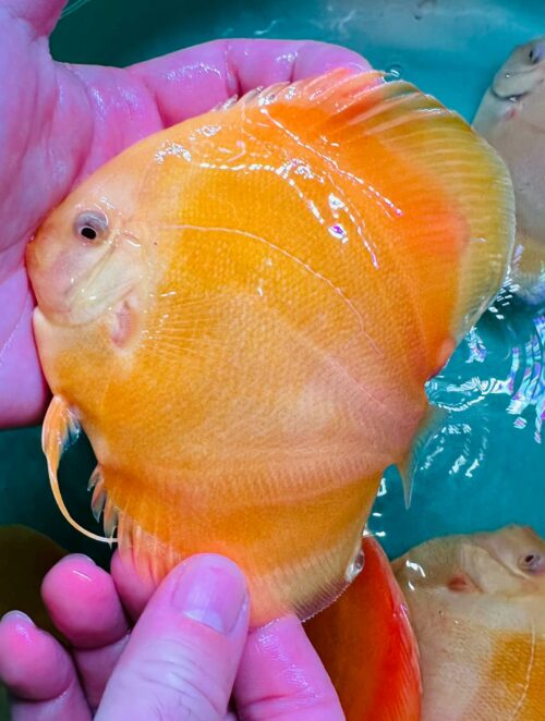 Albino Allencer 10/11cm BO - Image 3