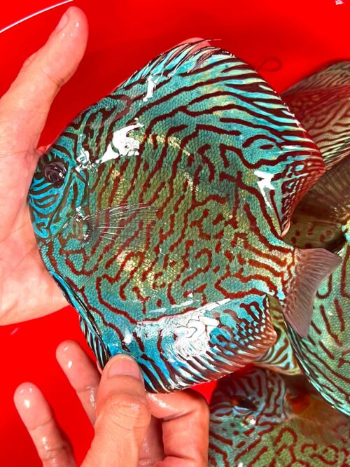 Tiger Turquoise 13/14cm BO - Image 2