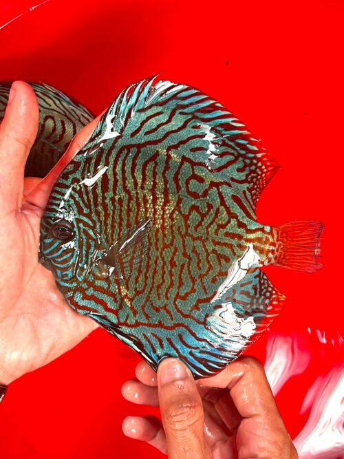 Tiger Turquoise 13/14cm BO - Image 3