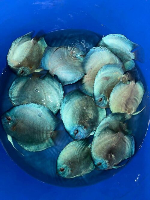 Blue Diamond 12-14cm BO