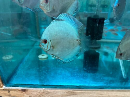 Solid Blue Cobalt 8/9cm BO