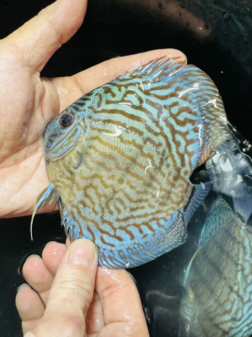 Blue Turquoise 13/14cm BO - Image 3