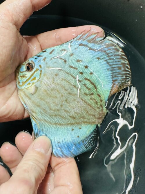Brilliant Cobalt 10-11cm BO