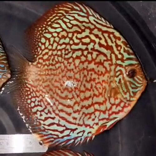 Galaxy Turquoise 13/14cm BO