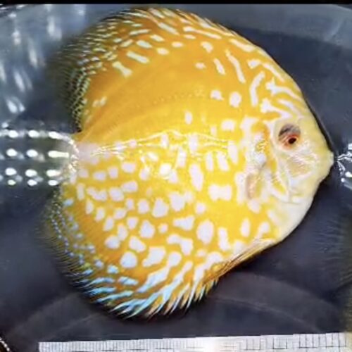 Yellow Mangis 11-13cm BO - Image 9
