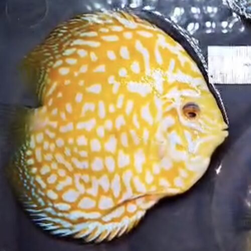 Yellow Mangis 11-13cm BO - Image 8