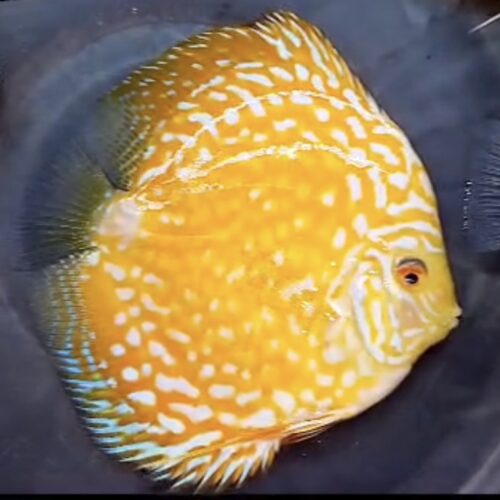 Yellow Mangis 11-13cm BO - Image 7