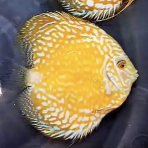 Yellow Mangis 11-13cm BO - Image 3