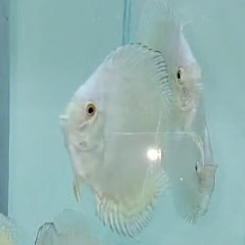 White Scorpion (intermediate albino) 7/8cm BO - Image 2