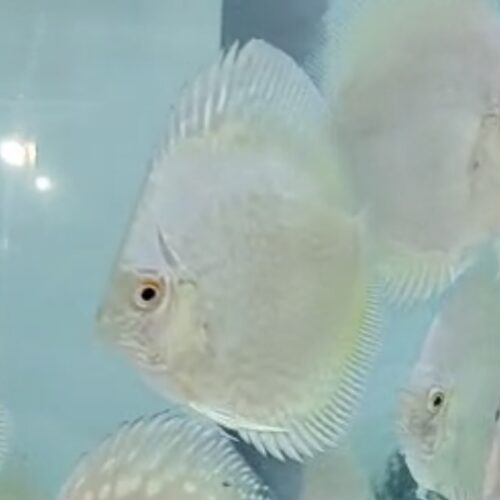 White Scorpion (intermediate albino) 7/8cm BO