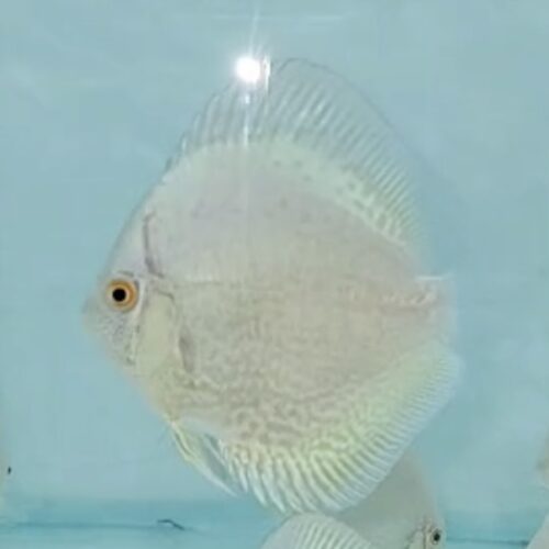 White Scorpion (intermediate albino) 7/8cm BO - Image 4