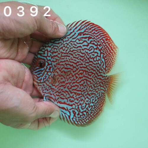 German Red Turquoise 11/12cm BO