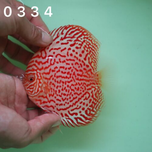 Albino Ring Leopard 8/9cm BO - Image 2