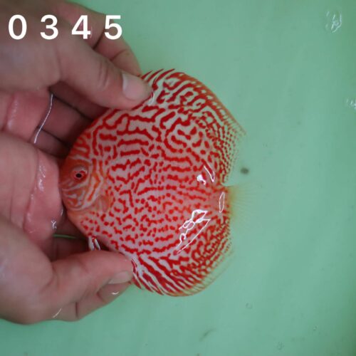 Albino Leopard 8/9cm BO