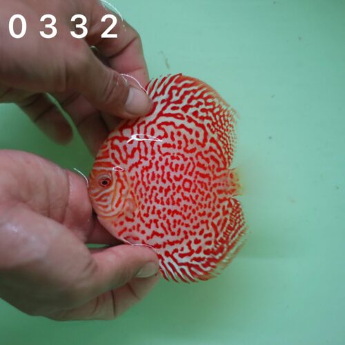 Albino Ring Leopard 8/9cm BO