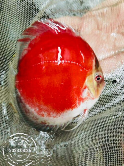 Red Ghost 11cm BO