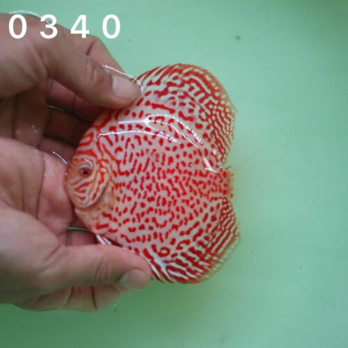 Albino Ring Leopard 8/9cm BO - Image 4