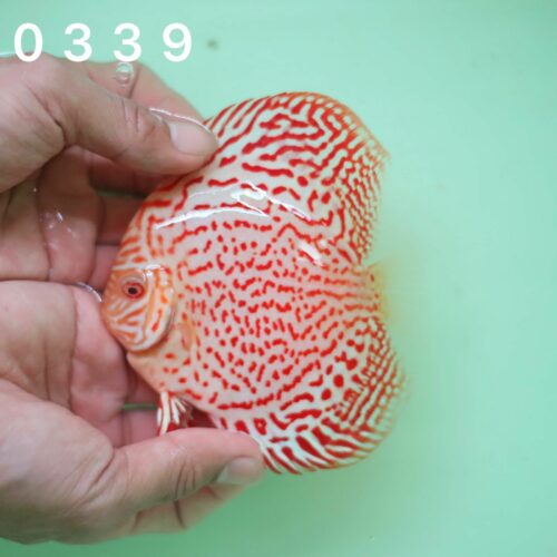 Albino Ring Leopard 8/9cm BO - Image 3