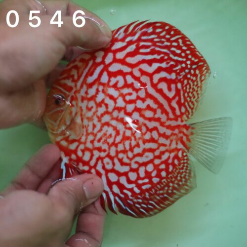 Red Jaguar 10/11cm BO - Image 8