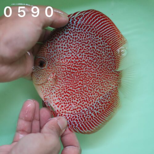 Eruption 11/12cm BO